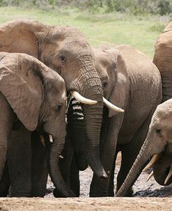 African Elephants 184