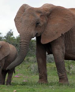 African Elephants 186
