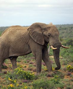 African Elephants 197