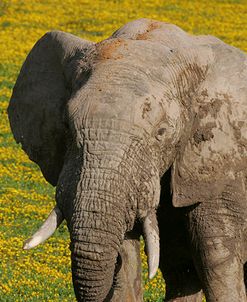 African Elephants 198