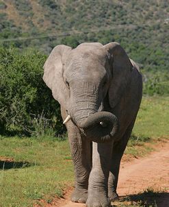 African Elephants 199