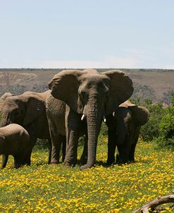 African Elephants 200