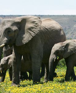 African Elephants 201