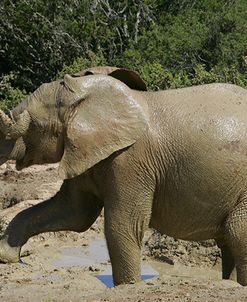 African Elephants 193