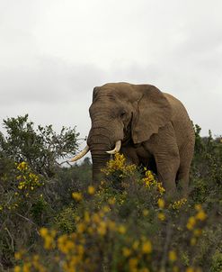 African Elephants 195