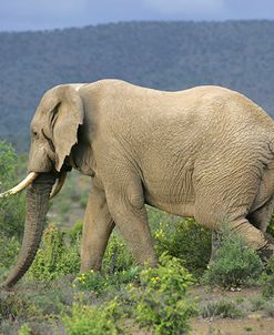 African Elephants 196