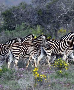 African Zebras 005