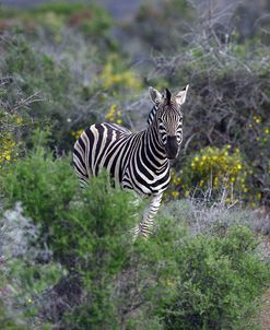 African Zebras 006