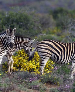 African Zebras 007