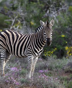 African Zebras 008