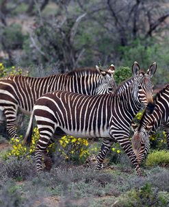 African Zebras 009