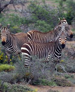 African Zebras 010