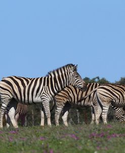 African Zebras 001