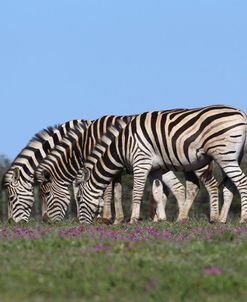 African Zebras 002