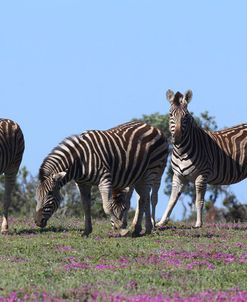 African Zebras 003