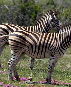 African Zebras 004