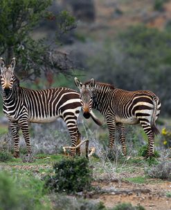 African Zebras 015