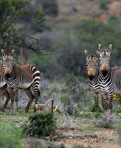 African Zebras 016