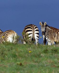 African Zebras 017