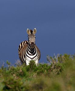 African Zebras 018