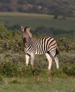 African Zebras 019