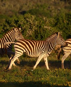 African Zebras 020
