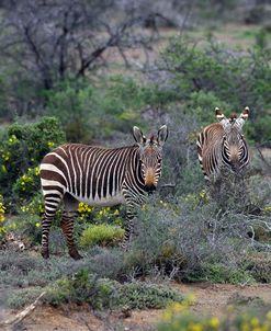 African Zebras 011