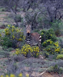 African Zebras 012