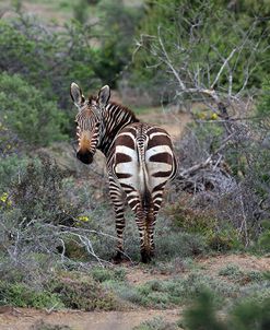 African Zebras 013