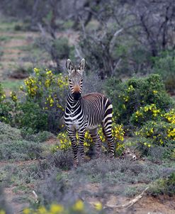 African Zebras 014