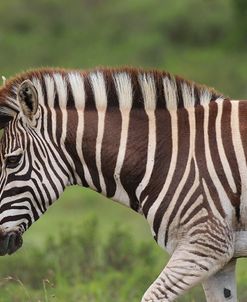 African Zebras 025