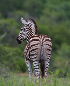 African Zebras 026