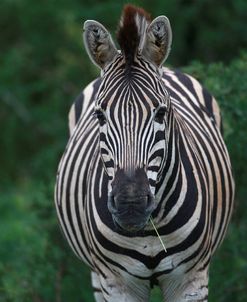 African Zebras 027