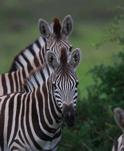 African Zebras 028