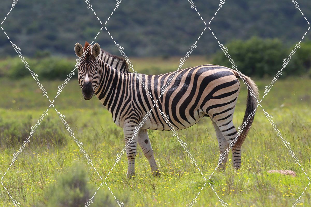 African Zebras 029