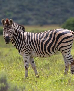 African Zebras 029