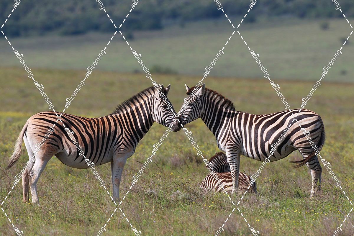 African Zebras 030