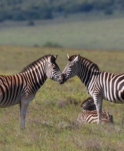 African Zebras 030