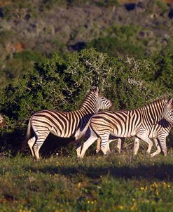 African Zebras 021