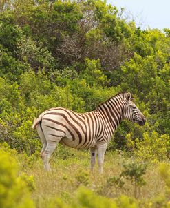 African Zebras 022