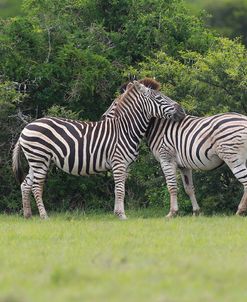 African Zebras 023