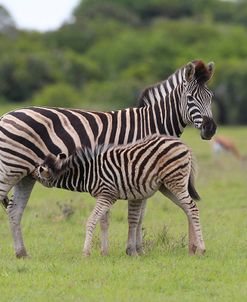 African Zebras 024