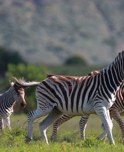African Zebras 035