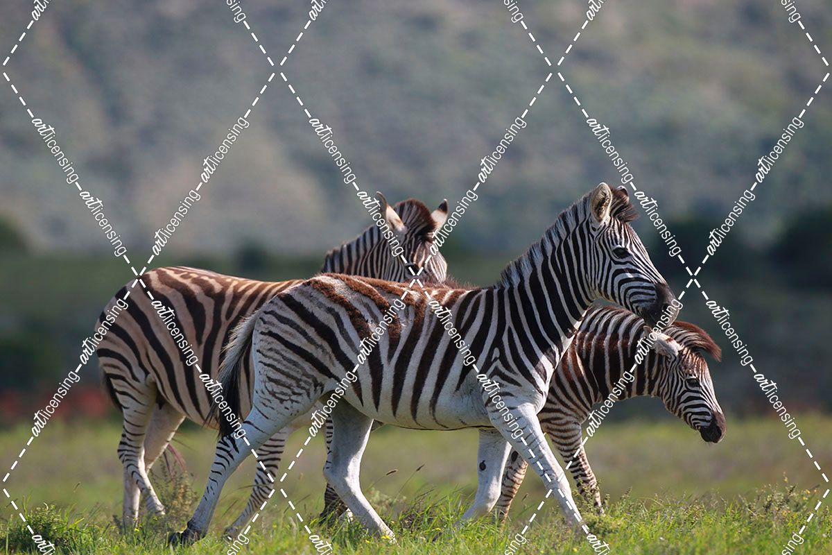 African Zebras 036