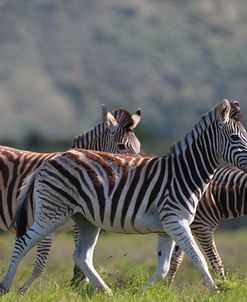African Zebras 036