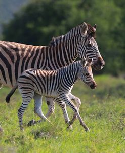 African Zebras 037