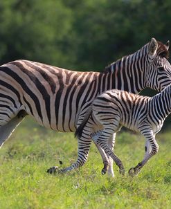African Zebras 038