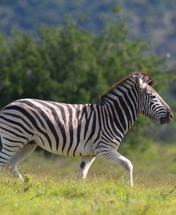 African Zebras 039