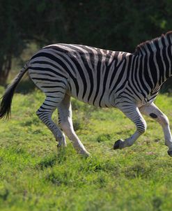 African Zebras 040