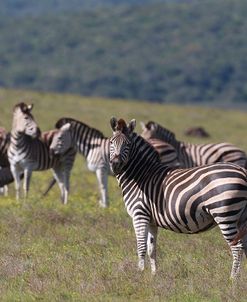 African Zebras 031